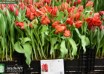 Tulipa Red Bright Parrot ® (1)